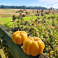 Pumpkin candle