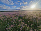 Borage honey