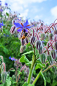 Borage honey